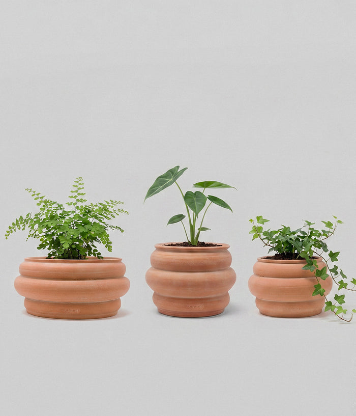 Basin Terracotta Pot, Whitewash