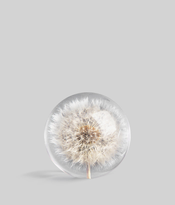 Dandelion paperweight with real seedhead suspended in clear resi