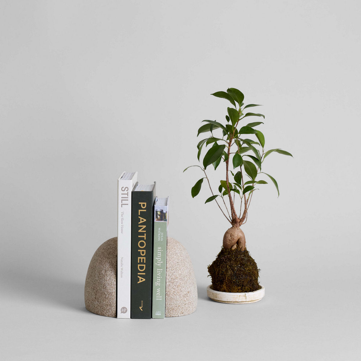 Ficus Bonsai Kokedama - Bloomist