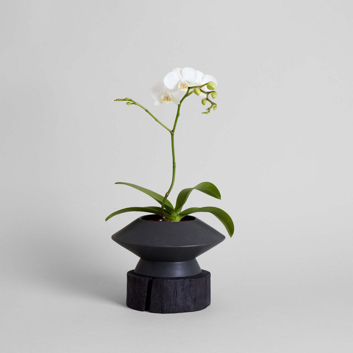 Round Pedestal Wood Base - Bloomist