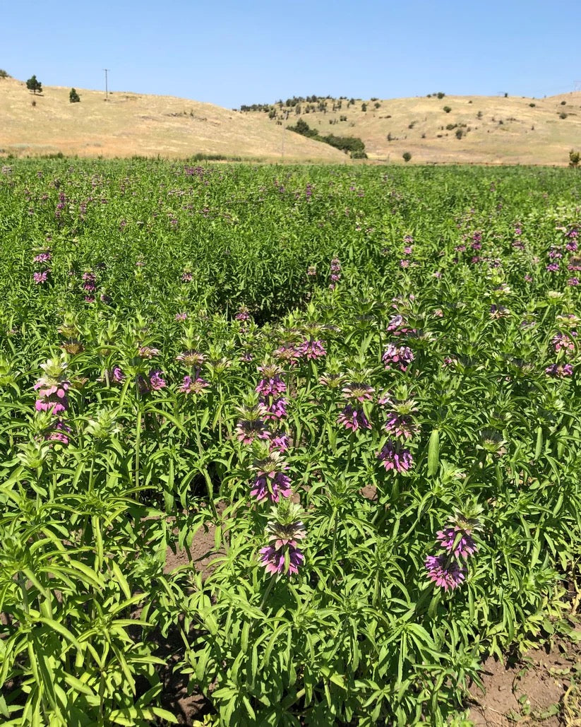 Green wildflower field on USA farm for dried wreath botanicals