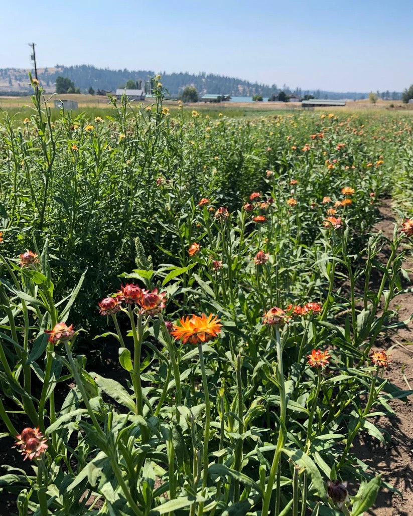 Green field landscape on USA farm where flowers are grown