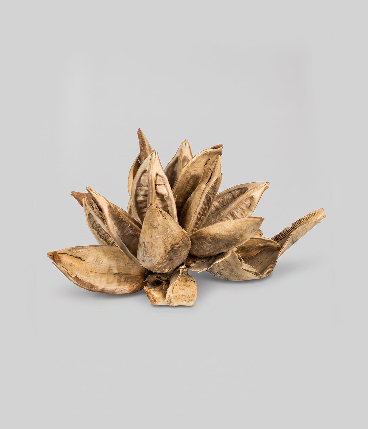 Dried Bleached Star Pod with layered open seed pods in a pale bleached finish against a white background.
