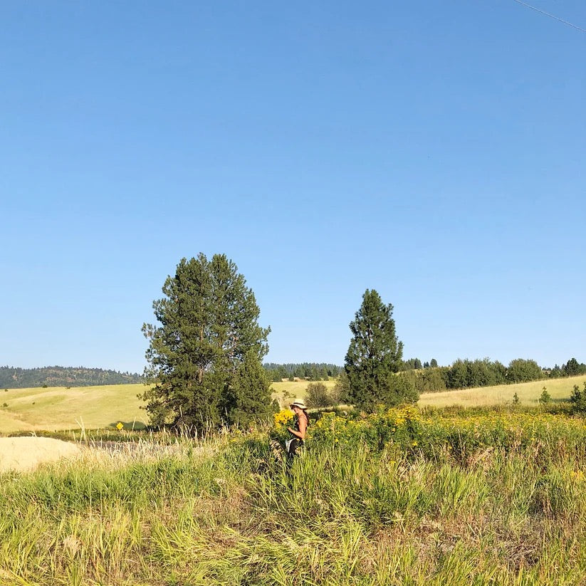 Wheat field landscape on USA farm where wreath wheat is grown