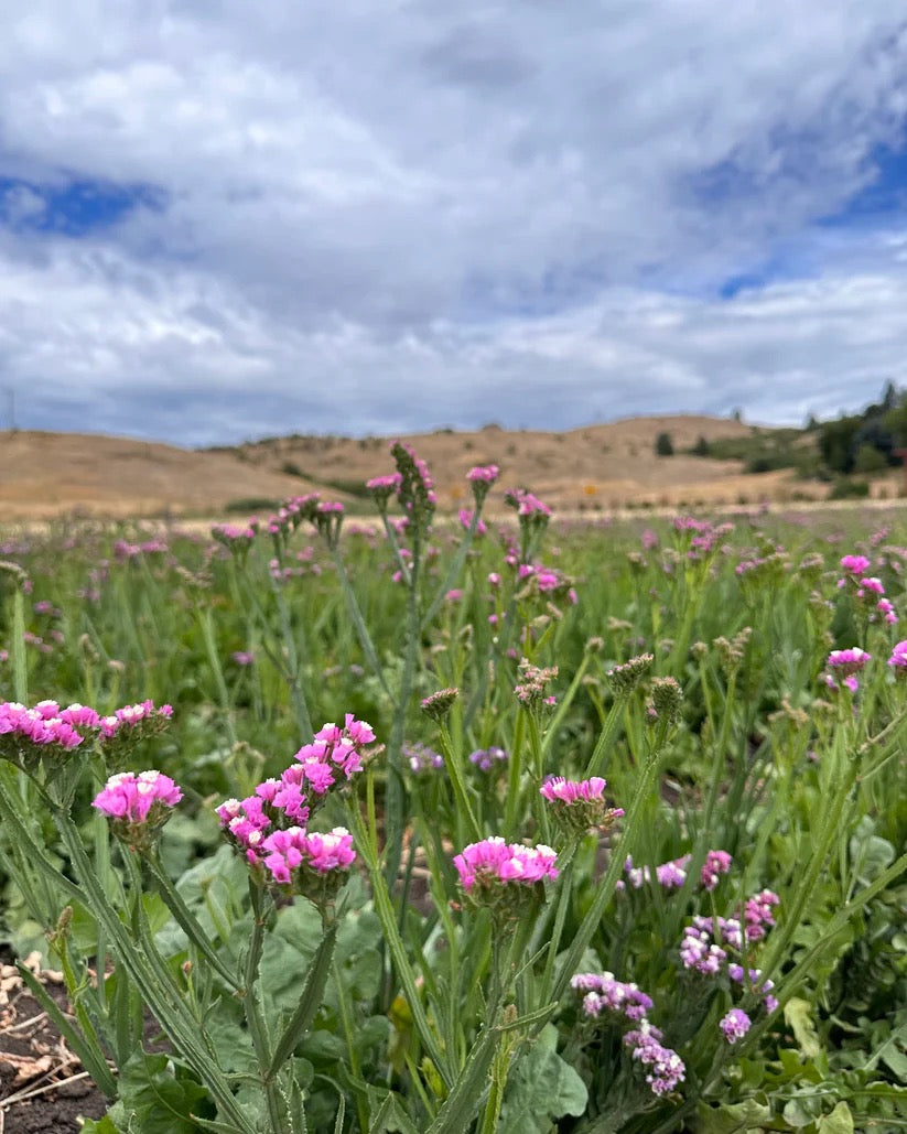 Rows of purple flowers growing on sustainable USA farm for dried arrangements