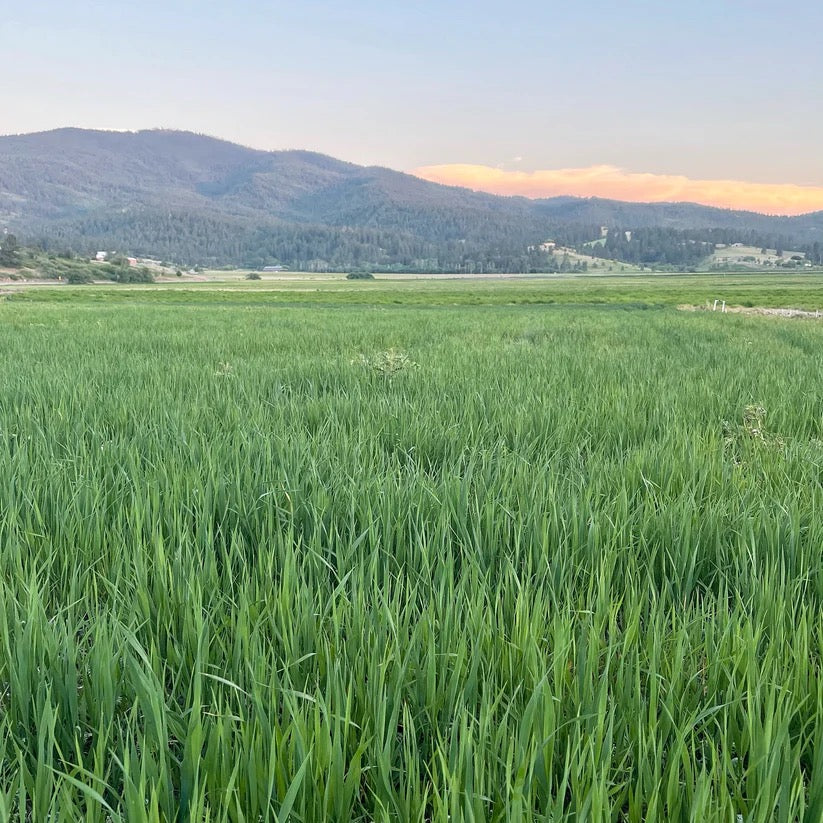 Green field landscape on USA farm where wreath botanicals grown