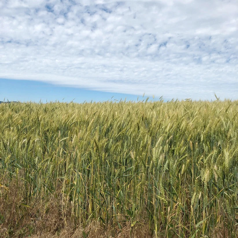Golden wheat field on USA farm where botanicals are harvested