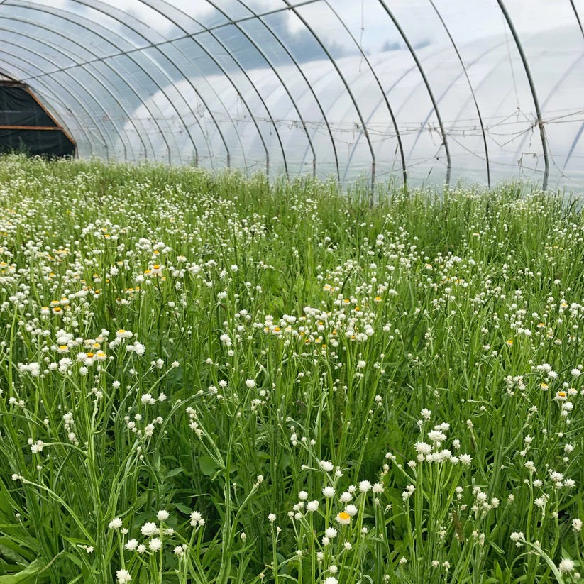 Flower field on USA farm for dried arrangements