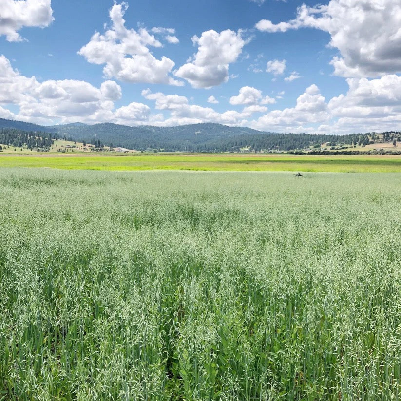 Green wheat field landscape on USA farm where oats are grown