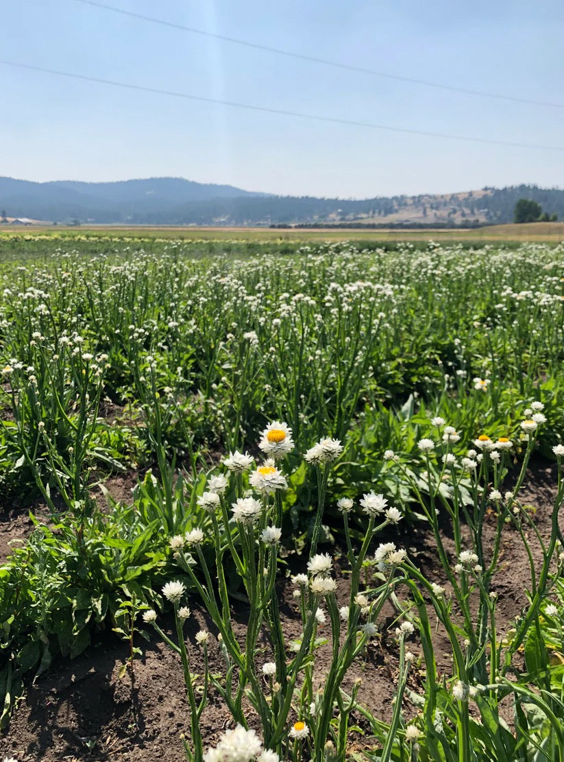 Wide view of blooming flower fields where botanicals are grown and harvested for dried wreaths