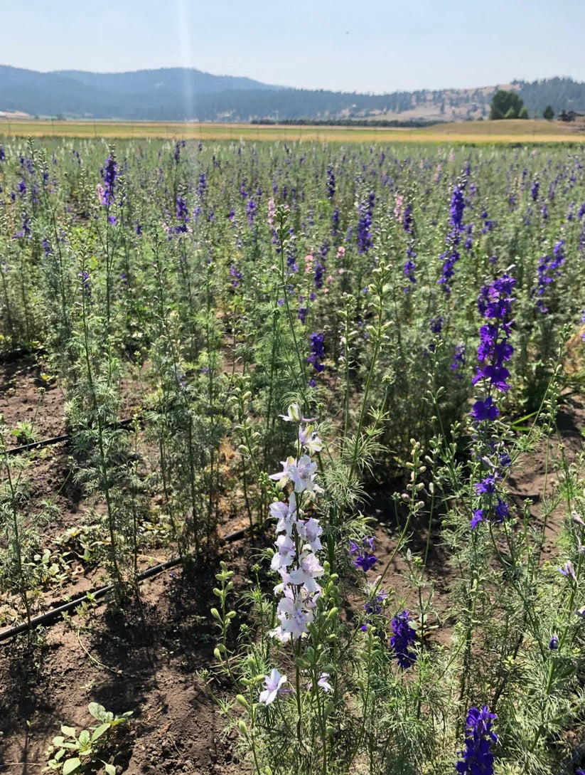 Mixed flowering plants growing outdoors on a local farm before harvesting and air-drying
