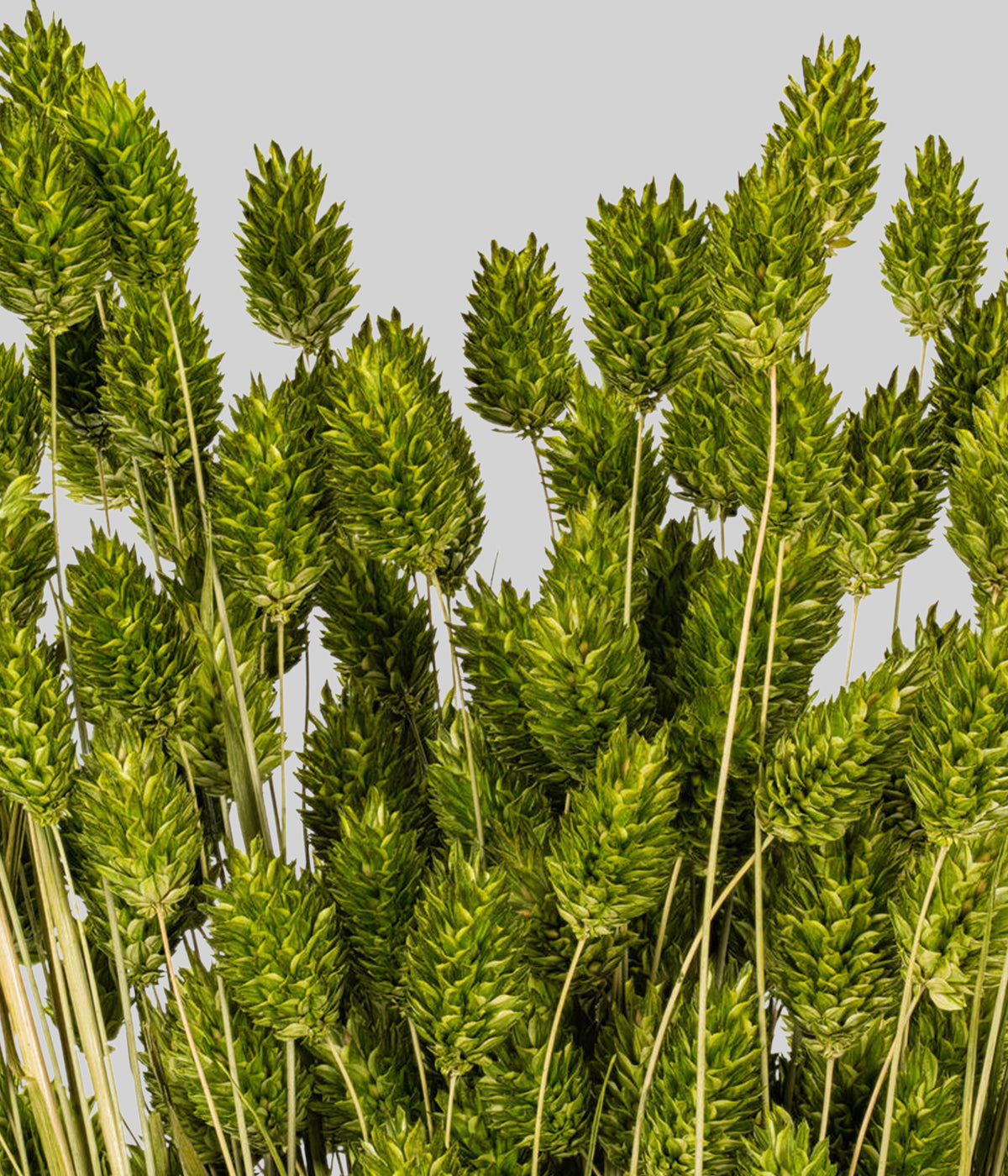 Close-up of dried green phalaris showing upright seed heads and soft natural color