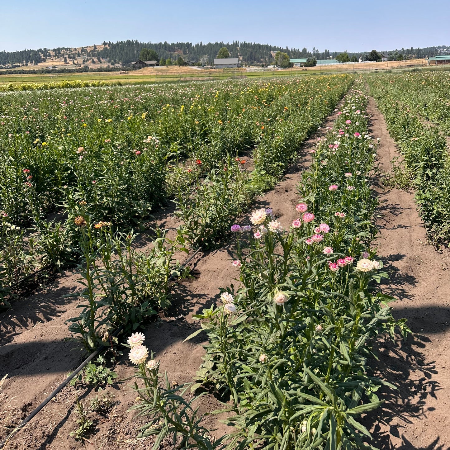 Flower field on USA farm for colorful dried wreath botanicals