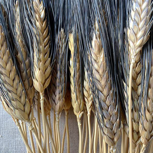 Natural Dried Wheat Bundle perfect for fall wreath or table decor