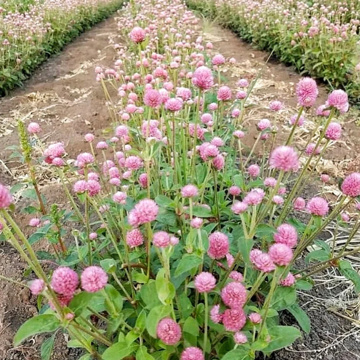 Pink globe amaranth field on USA farm for dried arrangements