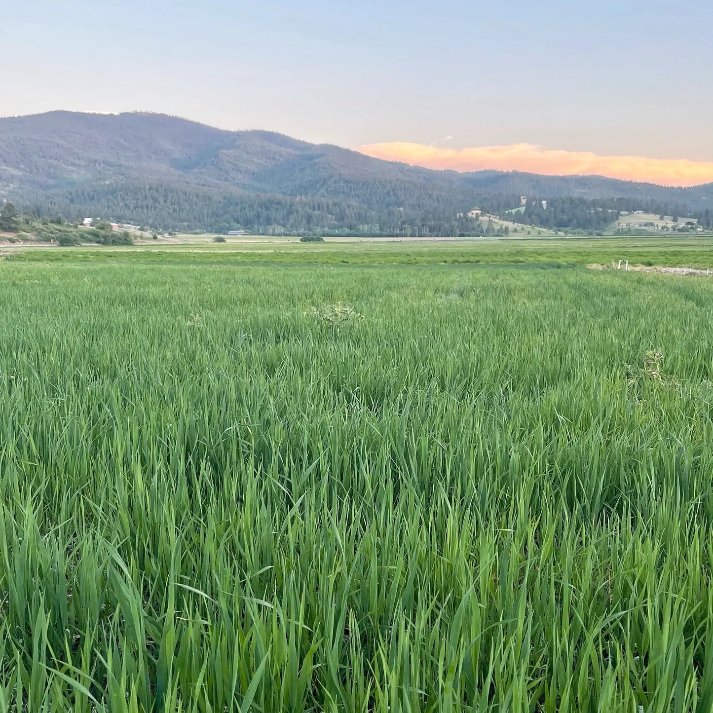 Green wheat field landscape on USA farm where botanicals are grown