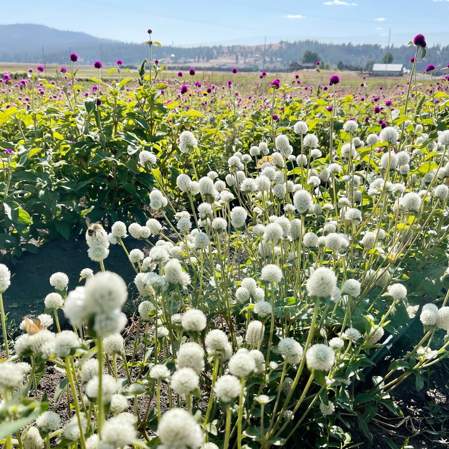 White statice flowers growing in field on USA farm for wreaths