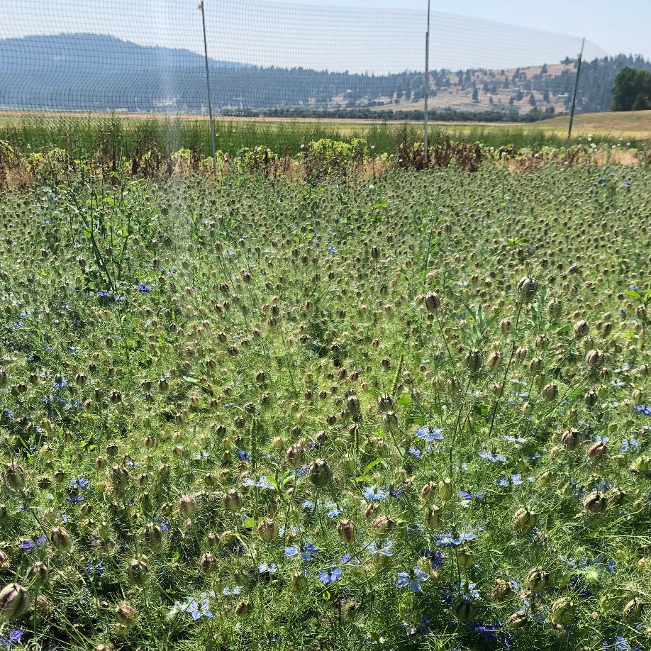 Green field landscape on USA farm where flowers are grown