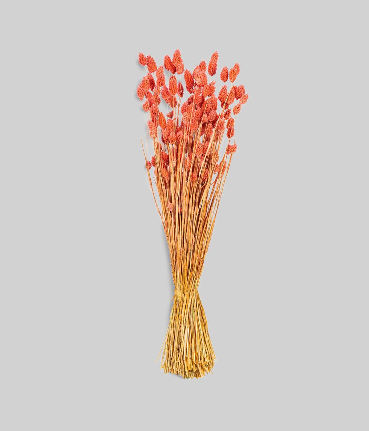 Dried pink phalaris bunch with blush seed heads on slender golden stems