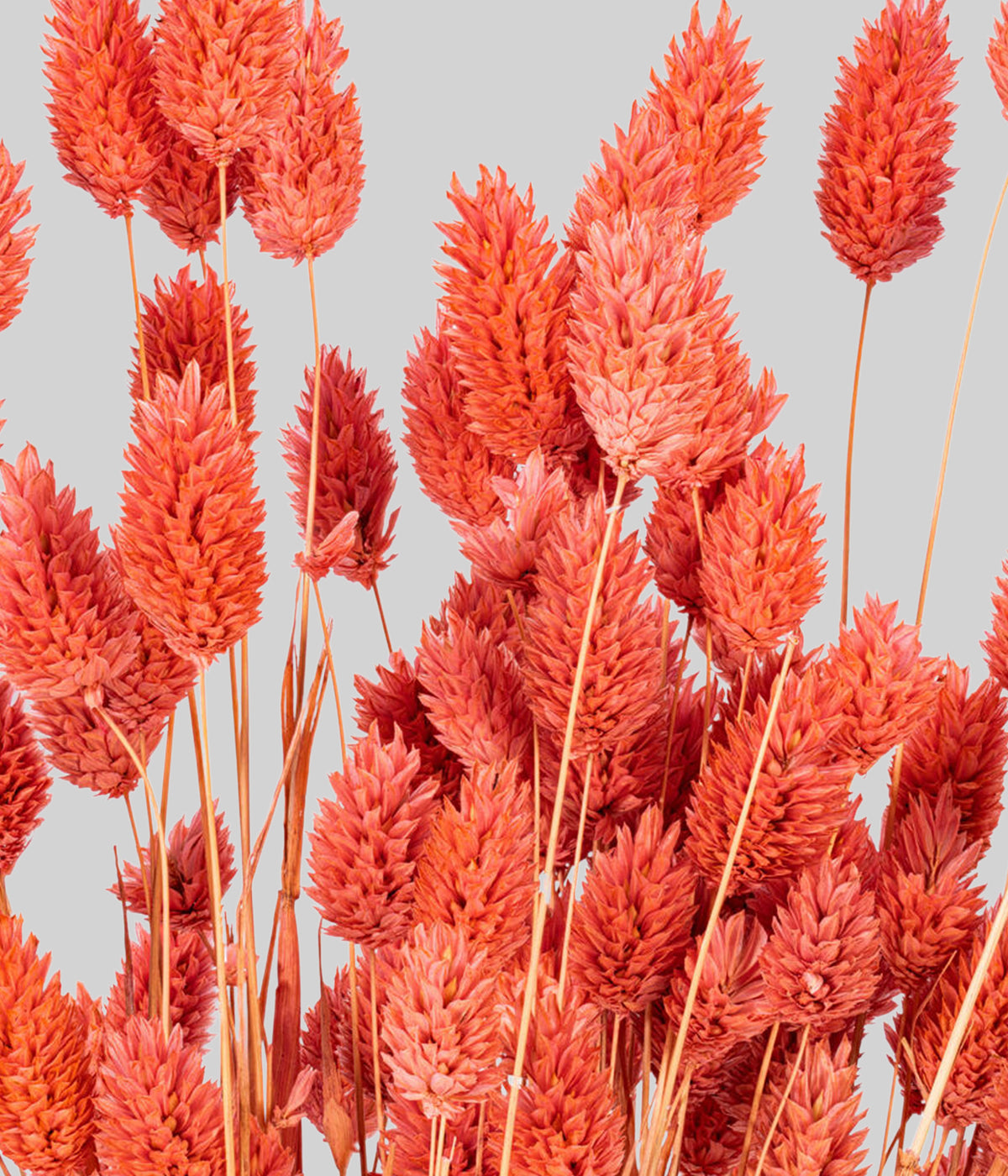 dried pink botanicals