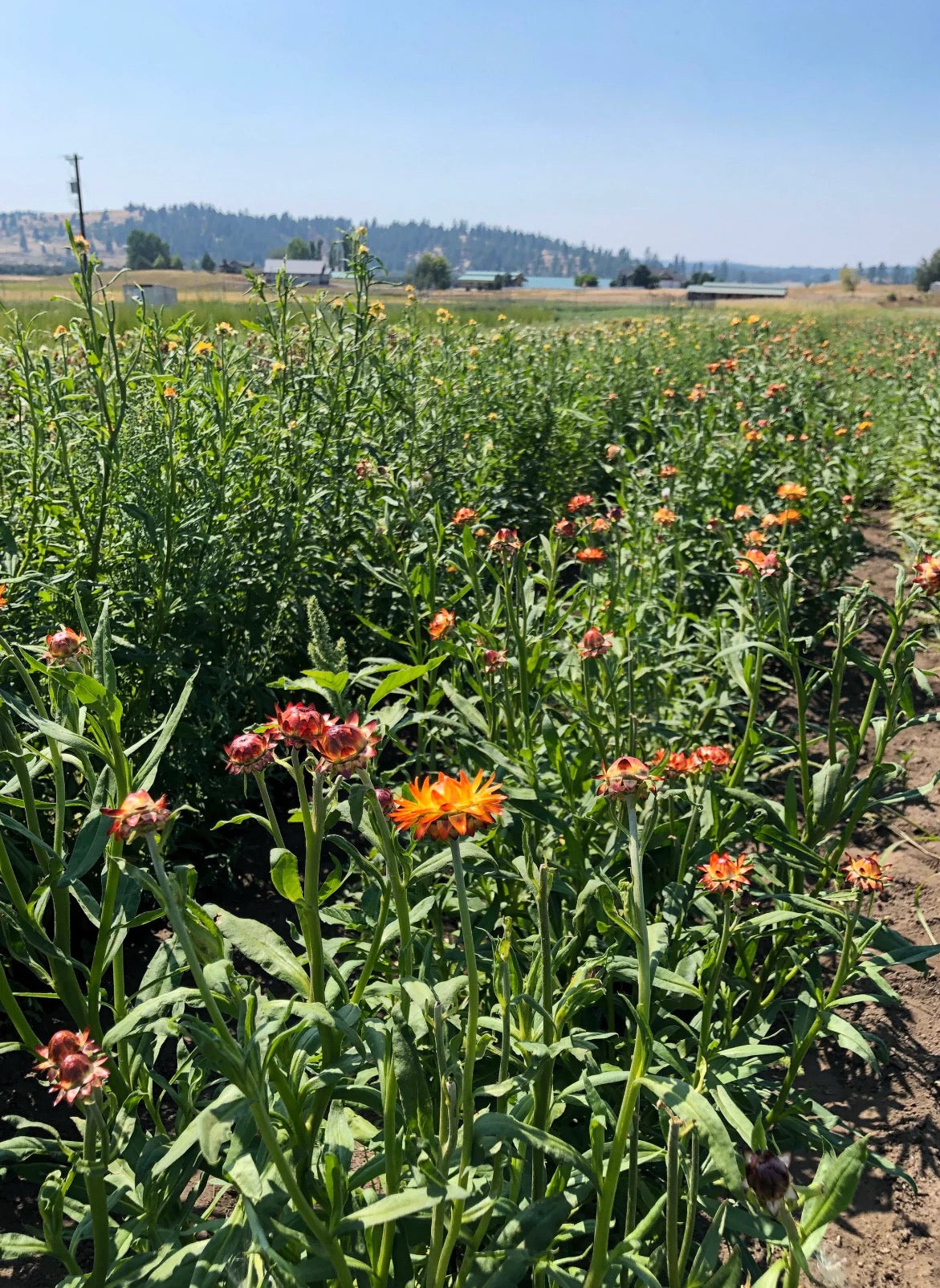 Orange and yellow strawflowers growing in field on USA farm for wreaths