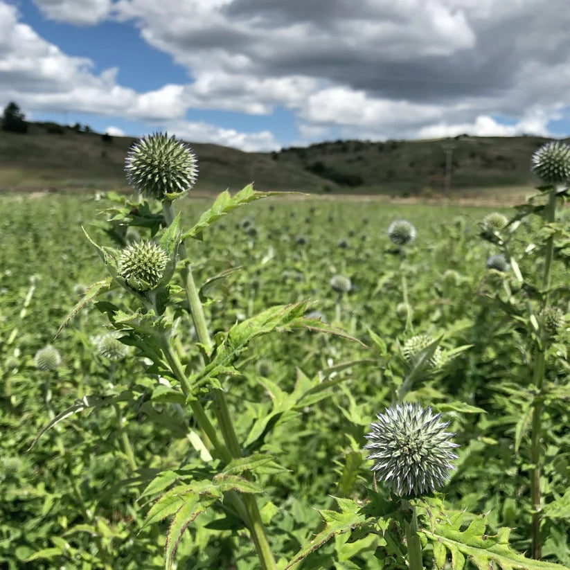 Field-grown echinops globe thistle plants in bloom on a USA farm