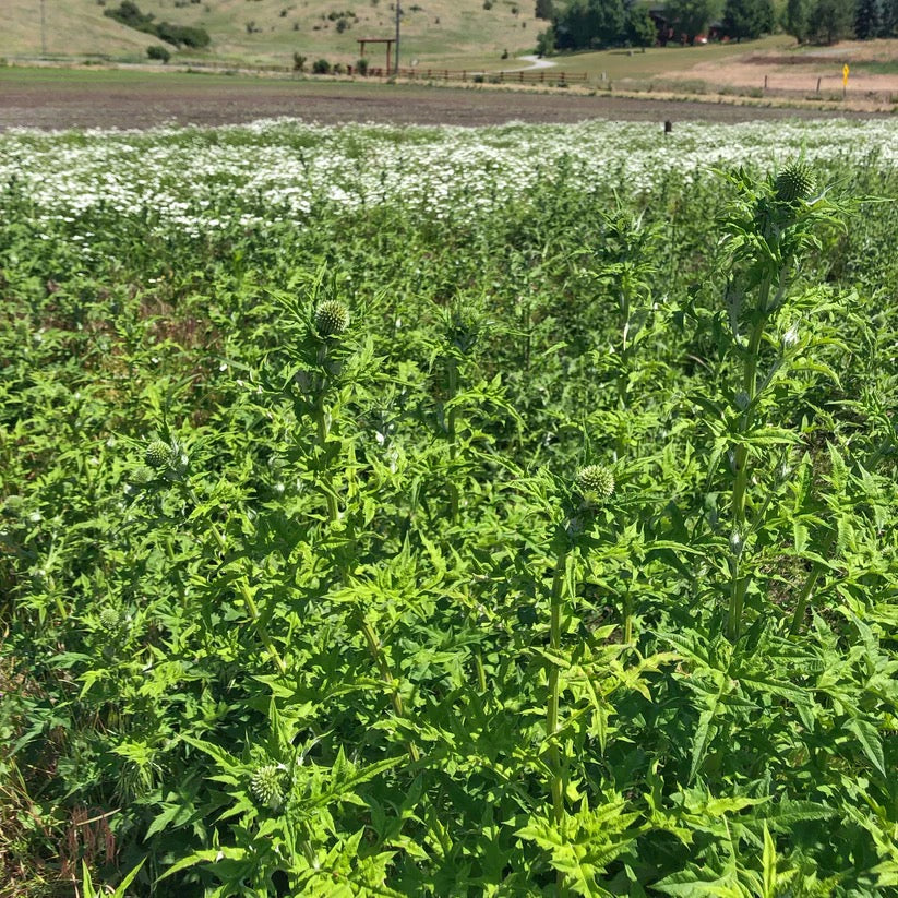 Rows of farm-grown flowers and foliage used in handcrafted dried wreaths