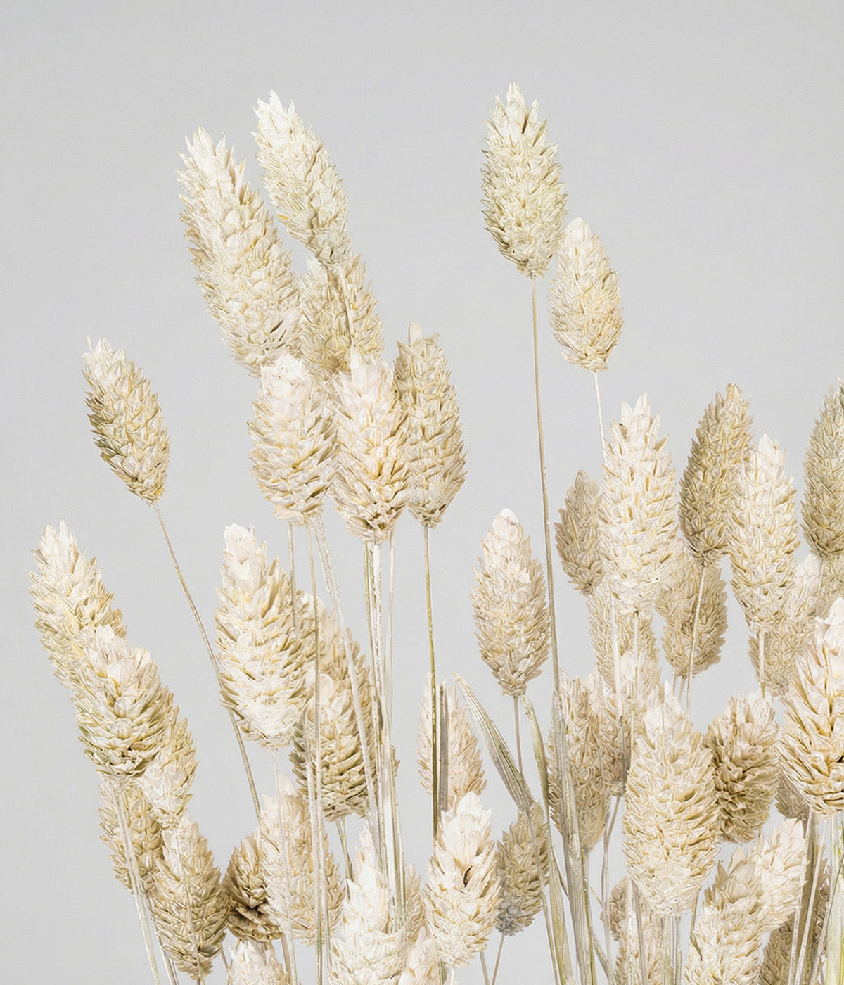 Close-up of dried whitewashed phalaris showing pale cream clustered seed heads on grey background