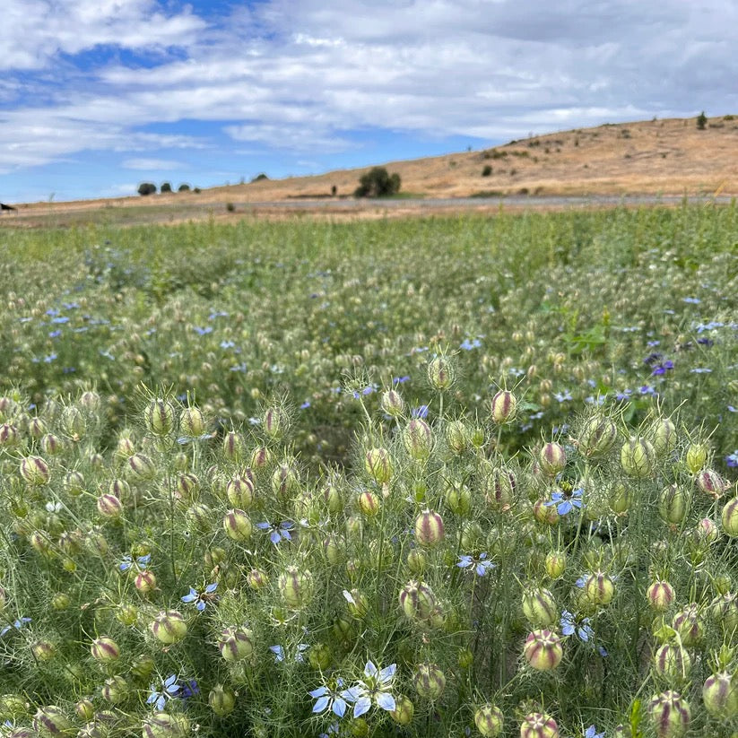 Blue flowering plants growing in rows across an agricultural field