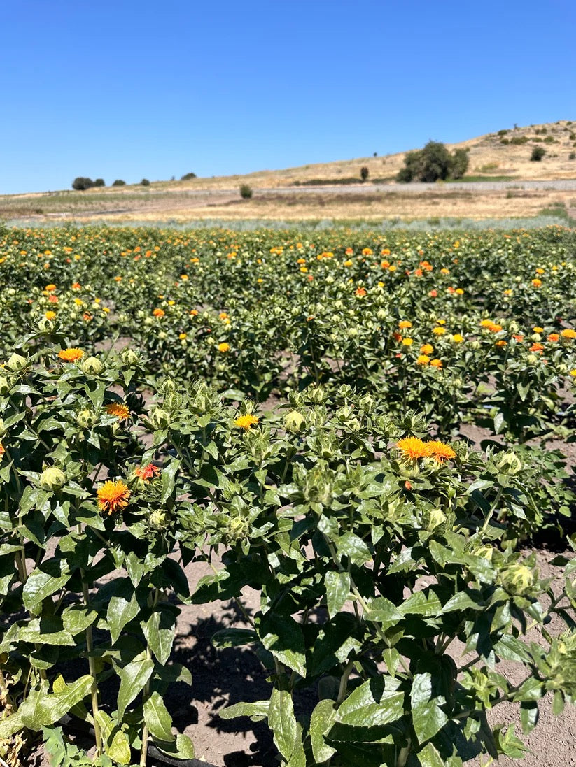 Orange safflower field on USA farm where Elara bouquet flowers are grown