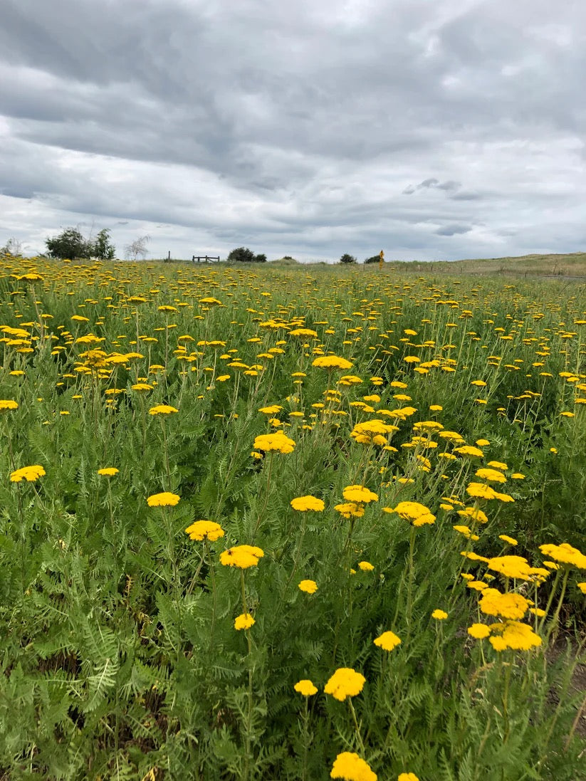 Yellow tansy field on USA farm for dried arrangements