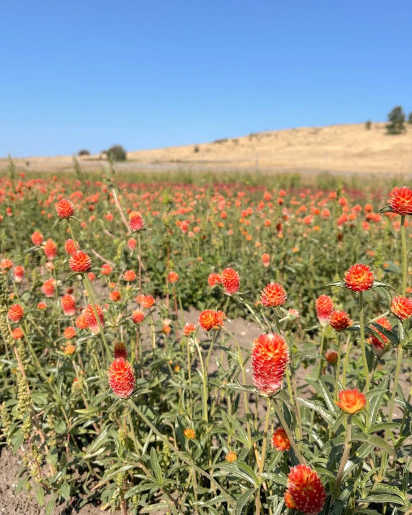 Mixed wildflower field with orange and pink blooms on USA farm for Elara