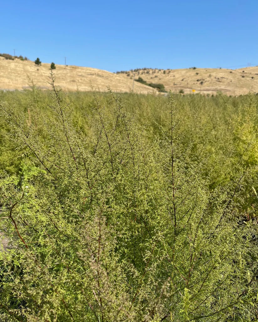 Tall green field crop in USA