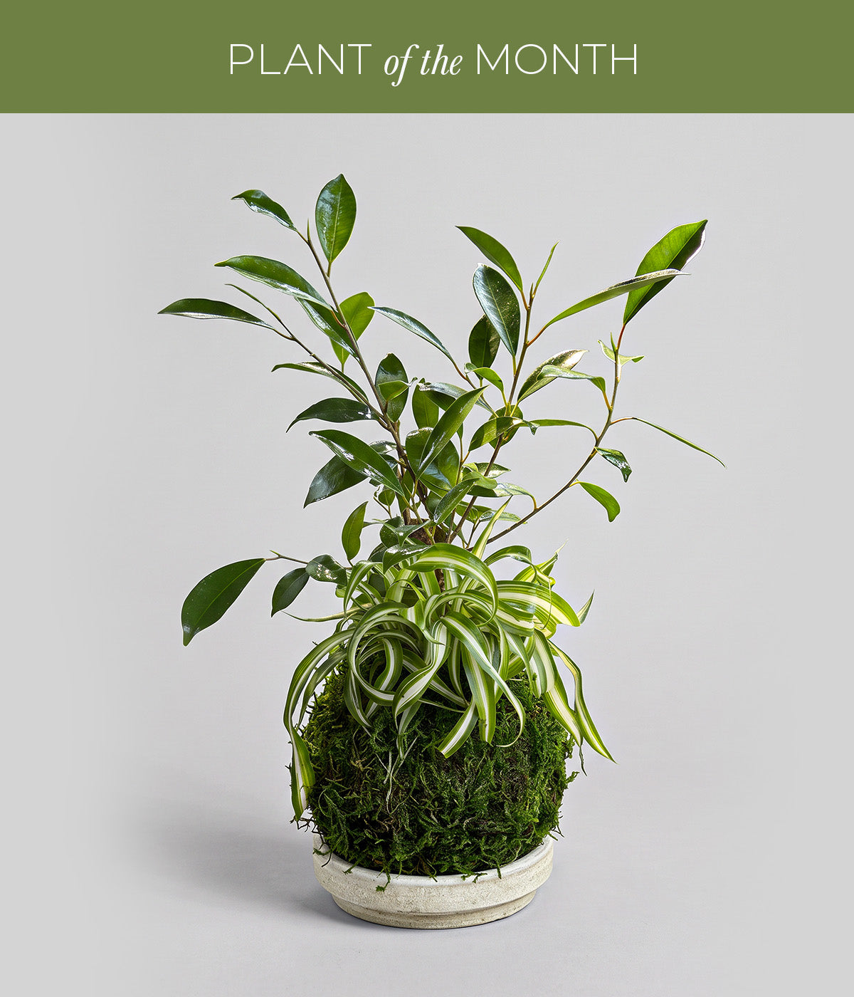 Ficus Ginseng kokedama with variegated Spider Plant foliage on a white patina tray