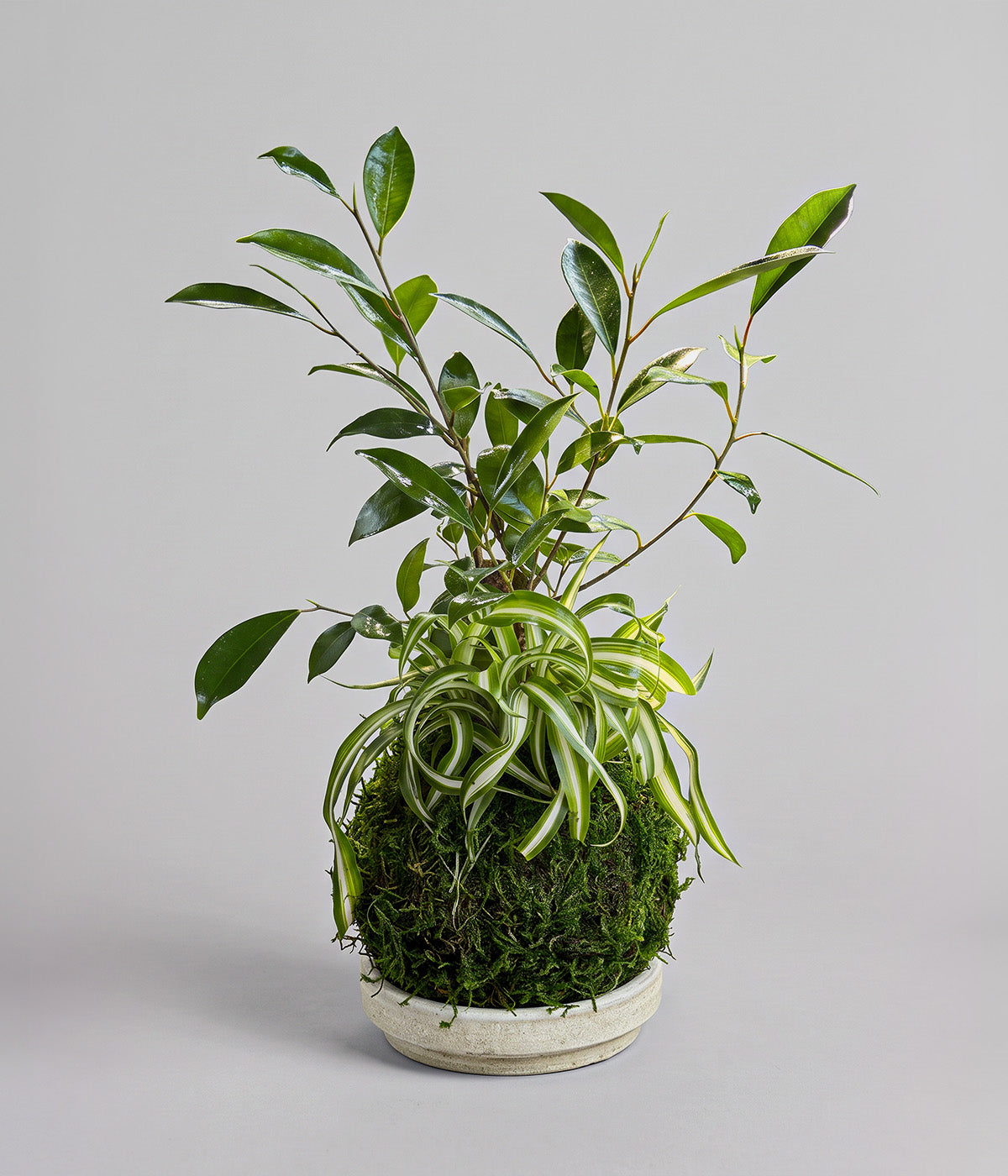 Ficus Ginseng and variegated Spider Plant kokedama on a white patina tray