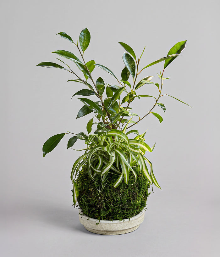 Ficus Ginseng and variegated Spider Plant kokedama on a white patina tray