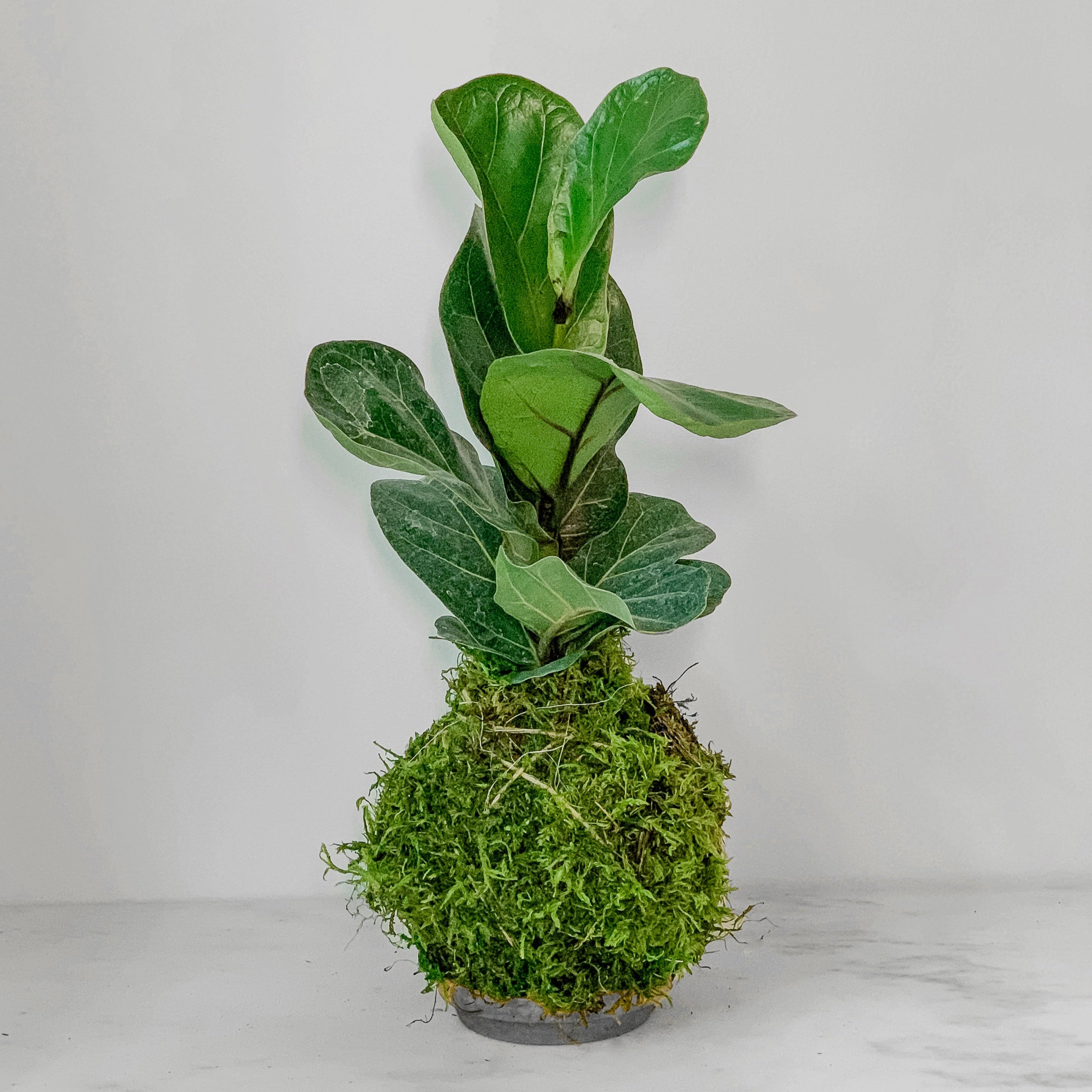 Fiddle Leaf Fig Kokedama