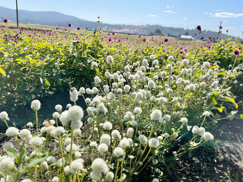White globe amaranth growing densely among green foliage