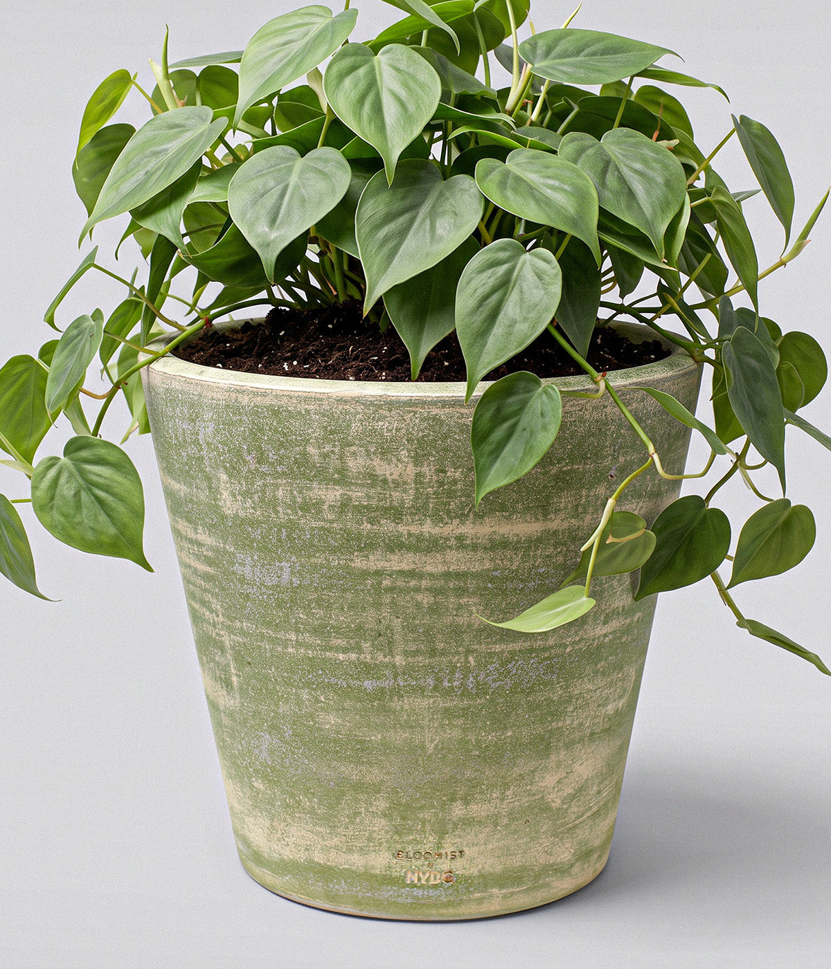 XXX-large Garden Sage terra cotta planter filled with a trailing green houseplant and visible Bloomist x NYBG branding