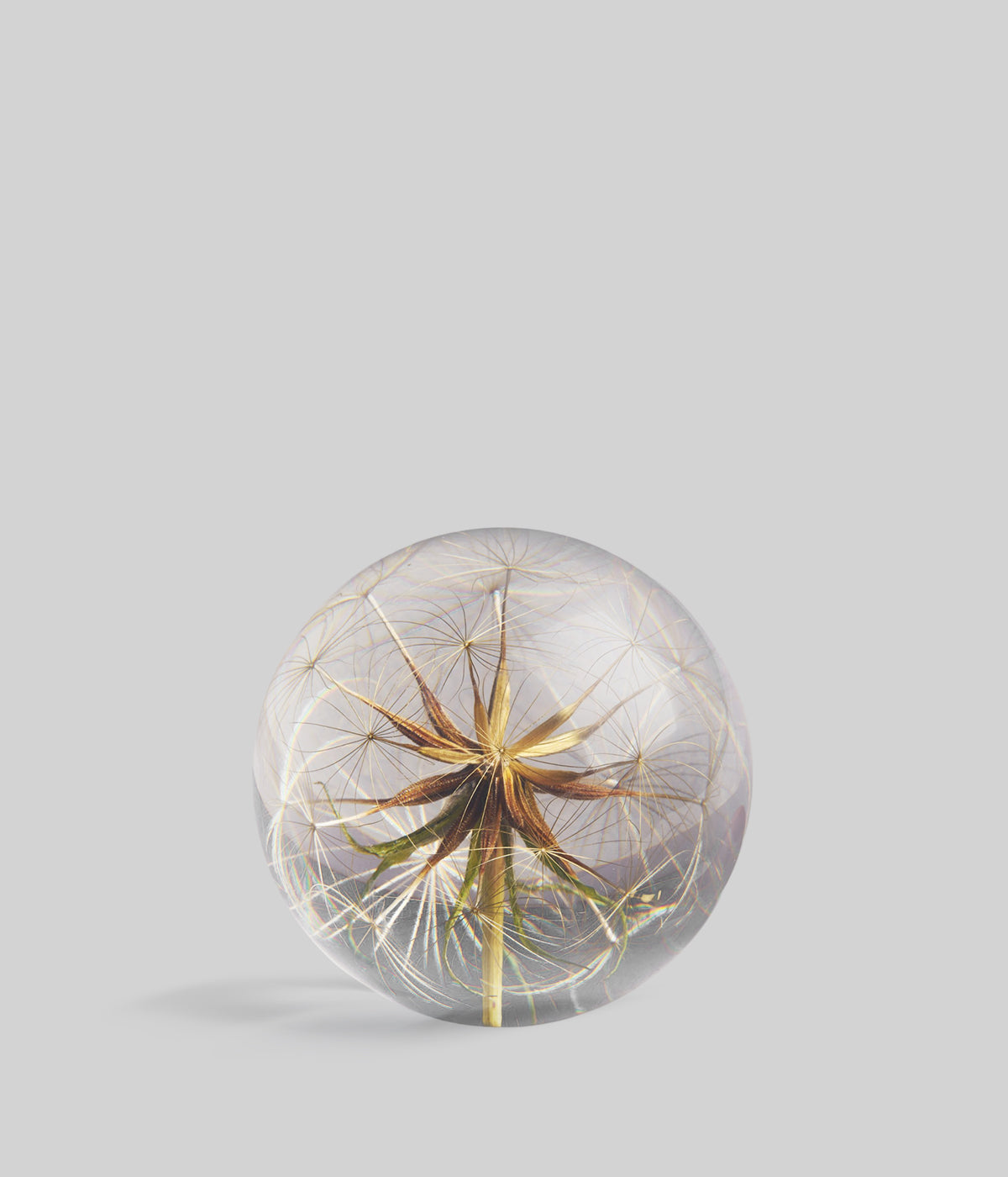Botanical glass paperweight featuring a preserved salsify seed head encased inside, displayed on a light grey background
