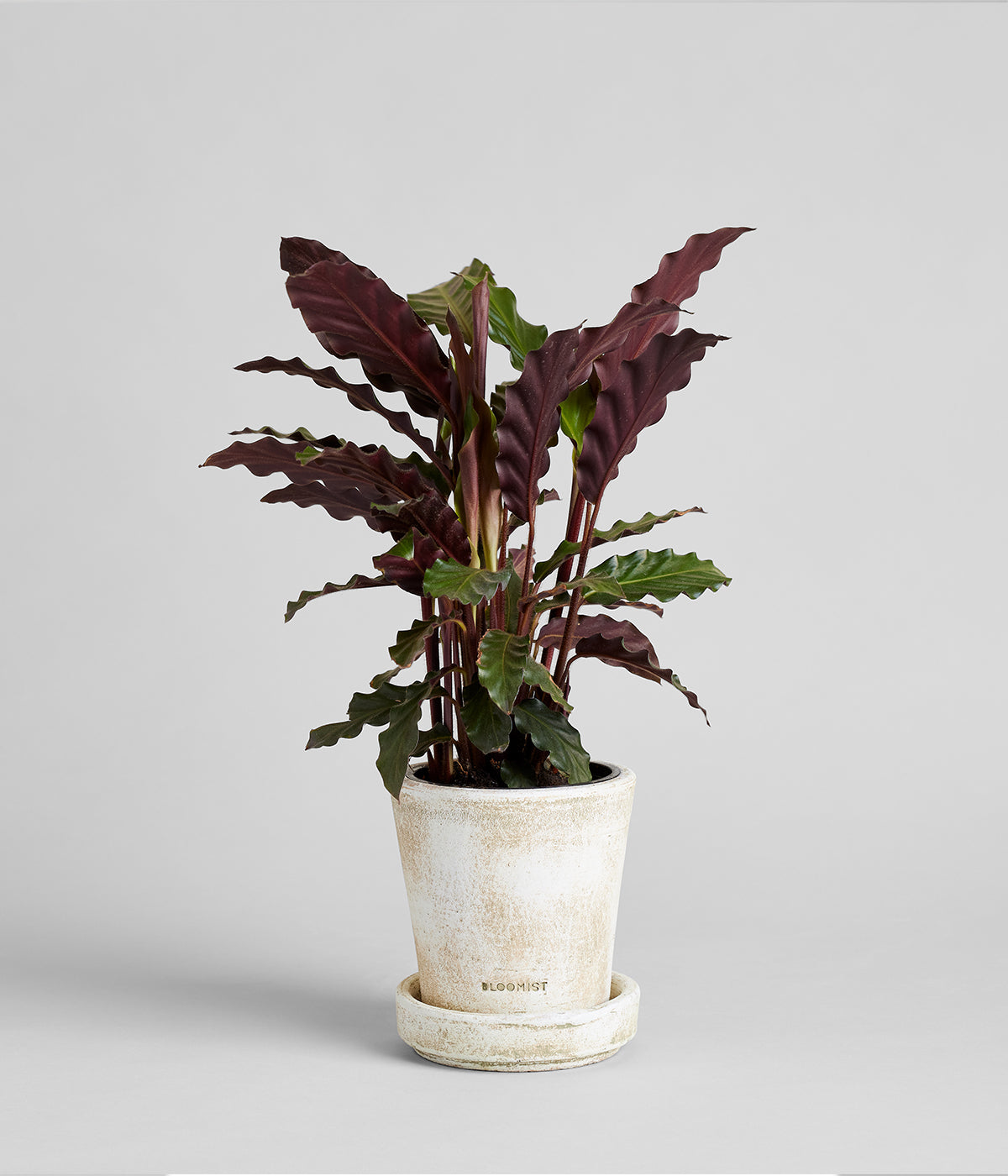 Minimalist whitewashed planters with coordinating trays made for indoor and outdoor plants