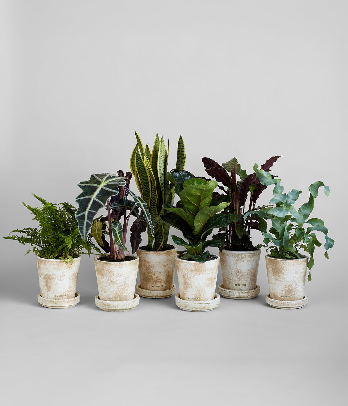 Artisan-made terra cotta planters with whitewashed finish for houseplants or garden spaces