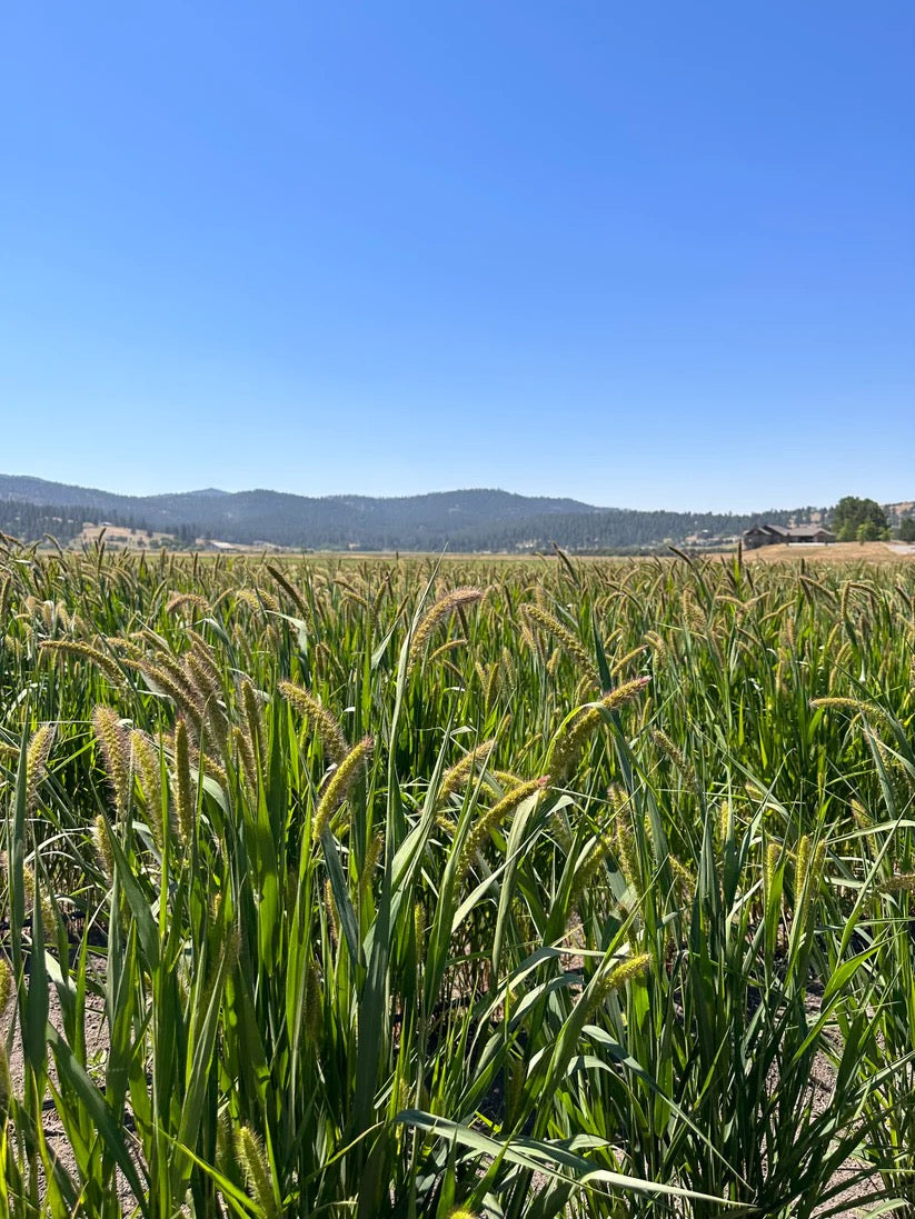 Grasses growing on a flower farm used for dried bouquet texture and height