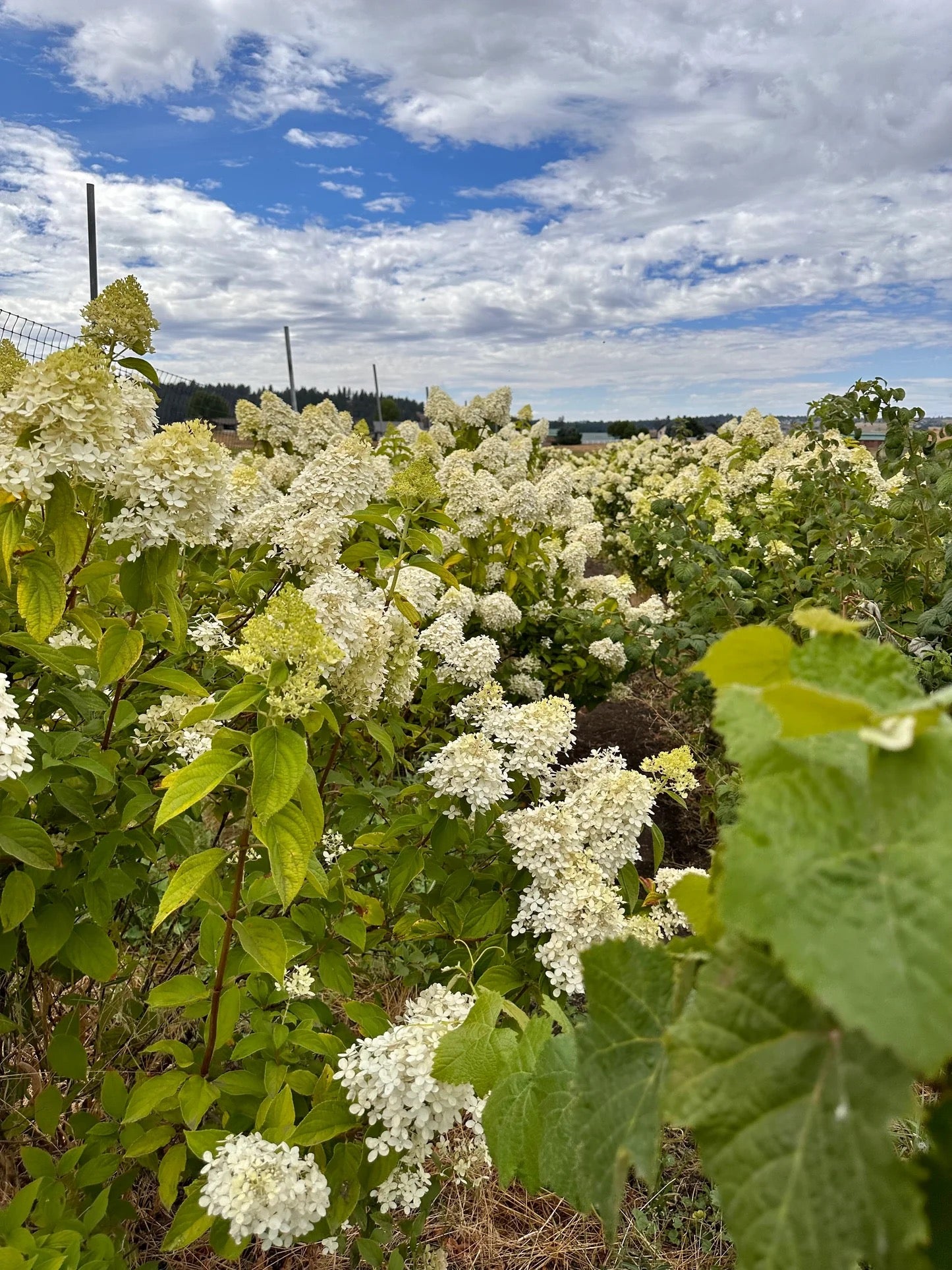 Hydrangea plants growing on a farm before harvest for dried bouquets