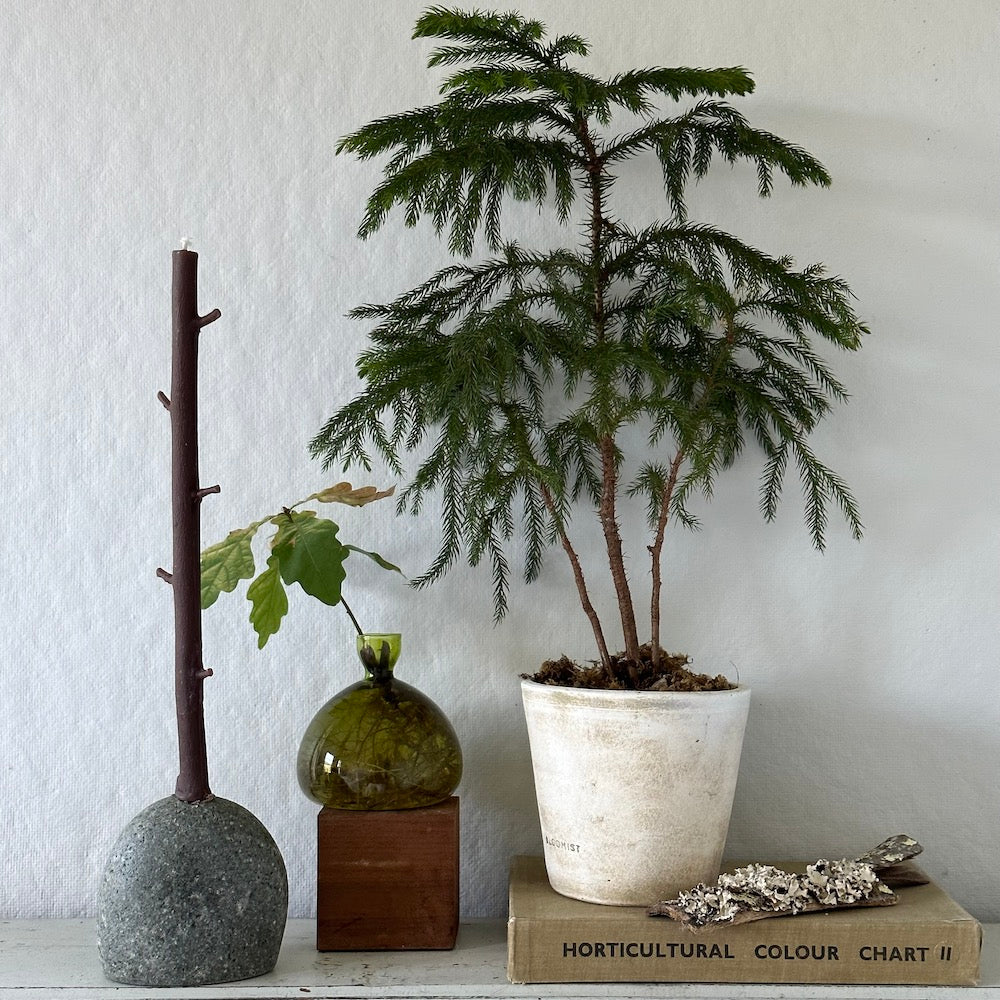 Norfolk Pine, Potted - Bloomist