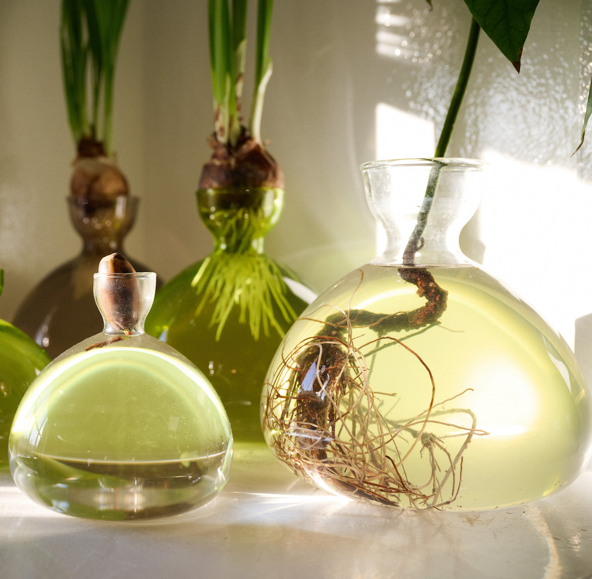 Acorn Vase - Bloomist