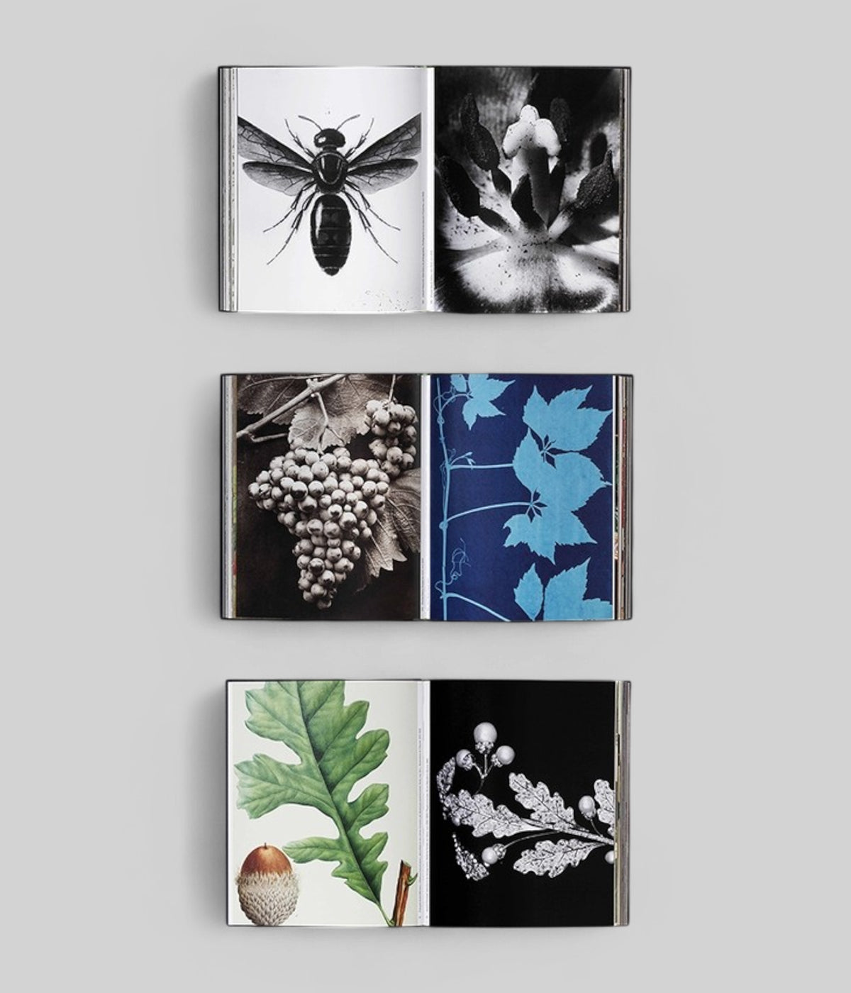 Botanical book with floral illustrations and archival artwork