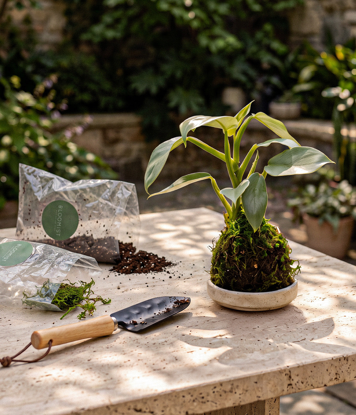 DIY Kokedama Kit