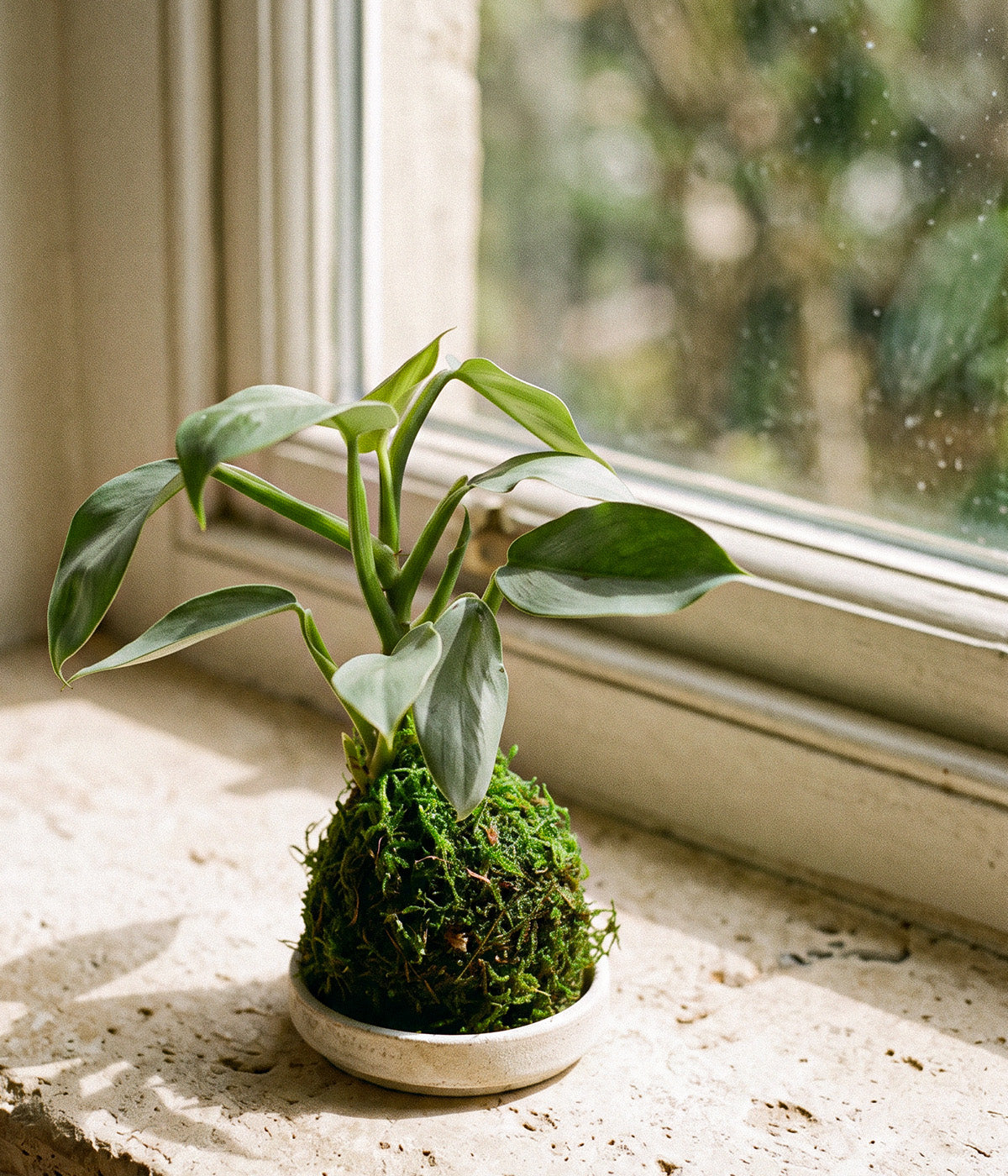 DIY Kokedama Kit