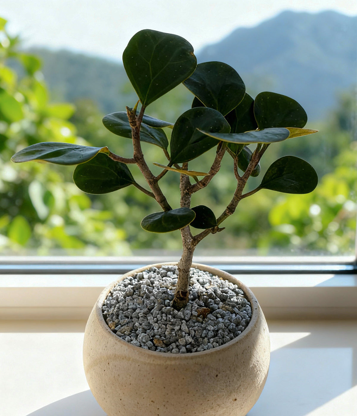 bonsai tree small with spatulate leaves
